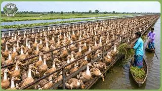 Thumbnail: How Bangladesh Built Massive Farms on Flooded Lands – Inside Its $50 Billion Agriculture Industry