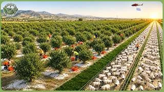 Thumbnail: How Greece Produces Millions Tons of Food on Rocky Land – Inside Greece’s Massive Farms