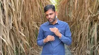 Thumbnail: #ai  #sugarcane #farming  in #baramati