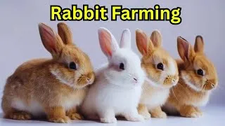 Thumbnail: Rabbit Farming Business Plan / Rabbit Farming for Beginners / Complete Guide to Rabbit Farming