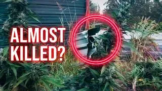 Thumbnail: 60k Grow of Fake Nuns Will Almost Get You Killed