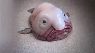 Thumbnail: Blobfish Funniest Fish Facts