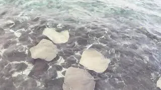 Thumbnail: Stingray's near Male' fish market - Maldives