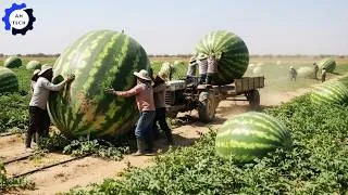 Thumbnail: 55 Most Satisfying Agriculture Technology | How US Farmers Harvest & Process 4.5M Tons of Crops