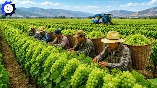 Thumbnail: Massive U.S. Harvest 2026 💥 528,000 Tons of Crops Delivered to Market in Just 24 Hours