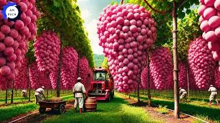 Thumbnail: How Japanese Farmers Harvest and Process Premium Grapes | Most Satisfying Agriculture Technology