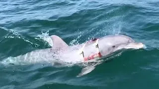 Thumbnail: US Navy's Mine-Hunting Dolphin Returning From Mission