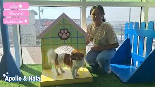 Thumbnail: 🐾 My Puppy’s Favorite Day at Paw Park