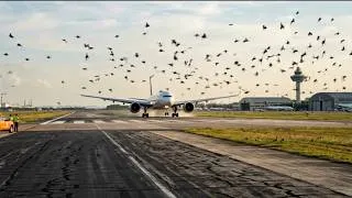 Thumbnail: Validating a Synthetic-to-Real Pipeline for Neuromorphic Avian Detection in Aviation Safety