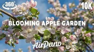 Thumbnail: Blooming Apple Garden. VR meditation in 10K