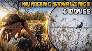 Thumbnail: Hunting Starlings & Doves | FX DRS MKII Classic | Zan 23gr Slugs | Hunting for Falcon food