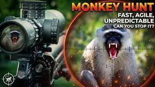 Thumbnail: Hunting Monkeys, Doves & Starlings | FAST, AGILE, UNPREDICTABLE | FX DRS PRO MKII | Hard-hitting