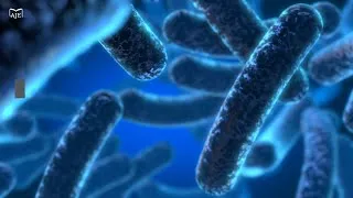 Thumbnail: Comparison of the metabolic cost and function of different organisms by reducing complexity