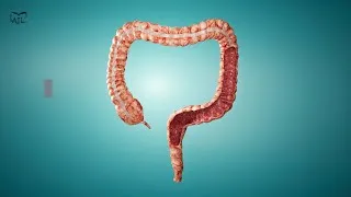 Thumbnail: Dog gut microbiome contains previously undescribed microorganisms, showing need for more research