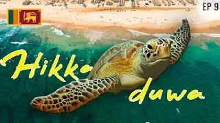 Thumbnail: Hikkaduwa Coral Reef | Swimming with Sea Turtle| Srilanka | Ajinkya Band