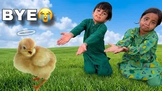 Thumbnail: My Pet Is No More With Us 😭| Pumpi Ka Chuzo Margaya 🐥|