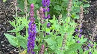 Thumbnail: A Bee in the Lavender [20th June 2026]