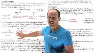 Thumbnail: Oxidative deamination of amino acids