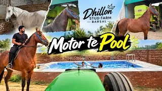 Thumbnail: Dhillon stud farm Barsal kita visit🐎//Pool ch kita full enjoy✅