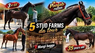 Thumbnail: 5 Best Horse Stud farm of panjab tour🐎//Nageshwar,Panjab ratan,udna bazz⛳️￼
