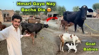Thumbnail: Farm Par Ronak Lag Gai 😍|| Hmari Cow Nay Bacha Diya || New Born Goat Babies 🐐