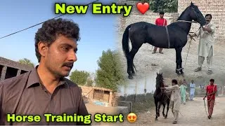 Thumbnail: New Horse Ah Geya Kahan Say aya 🤔 || Horse Dance Training Start Hogai