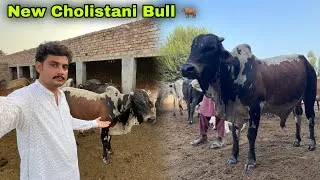 Thumbnail: New Cholistani Bull Lay Aye Farm Par ❤️🐂 || Surprise Entry 