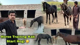 Thumbnail: Mastany Our Sultan Ki Training Kab Start Hogi🤔 || Horse Dance Training 