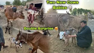 Thumbnail: Farm Par Double Surprise 😍 || Hmari Do Cows Nay Bachy Diye ❤️ || Cholistani Cow 