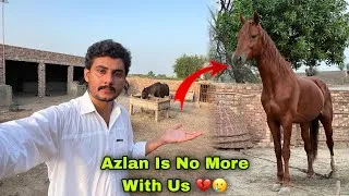 Thumbnail: Azlan Horse is No More With Us 💔 || Sale Kar Deya Kitny Main Sale Howa 🤔