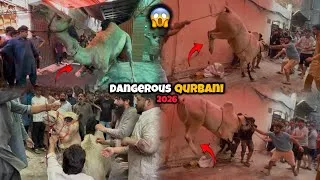 Thumbnail: Dangerous Bull Qurbani 🤯| Dangerous Camel Qurbani 2026 😨