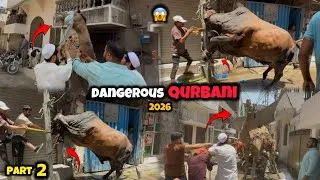 Thumbnail: Dangerous Bull Qurbani 😱| Dangerous Camel Qurbani 2026🤯