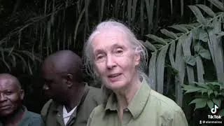 Thumbnail: jane goodall chimpanzee hug