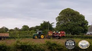 Thumbnail: Jersey Royals Harvest