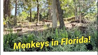 Thumbnail: Saw Florida Monkeys twice! Kayaking at Florida Silver Spring State Park! Turtles, fish, alligator!
