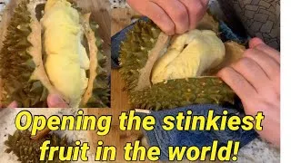 Thumbnail: Eating the stinkiest fruit in the world! How to open and eat a durian.