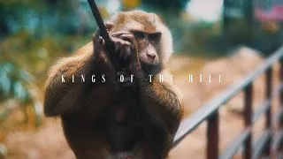 Thumbnail: Kings Of The Hill | Canon R8 | Wildlife Video
