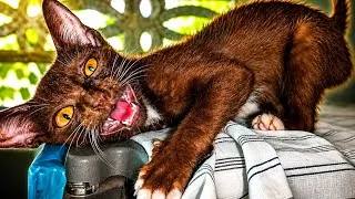 Thumbnail: This Cat’s Face Says Everything! 😹