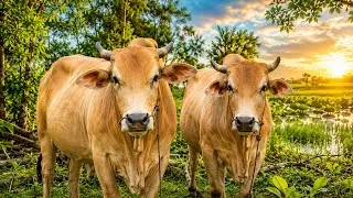 Thumbnail: Beautiful Cows Enjoying a Peaceful Day by the Pond 🐄🌿