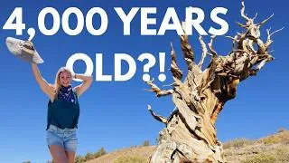 Thumbnail: Great Basin National Park Travel Guide | Nevada’s Last Glacier & Oldest Trees