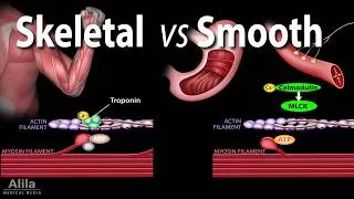 Thumbnail: Smooth Muscle Contraction, Compared to Skeletal Muscle Contraction, Animation