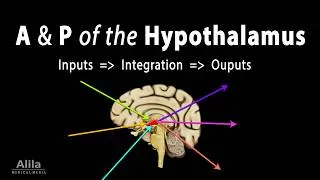 Thumbnail: The Hypothalamus - Anatomy and Physiology, Animation