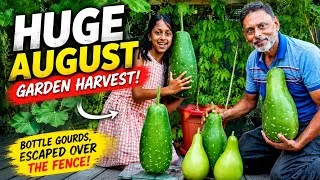 Thumbnail: Giant Lau & Exotic Desi Vegetable Harvest! | UK Backyard Garden Tour