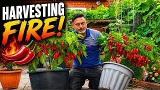 Thumbnail: 🌶️ How I Get HUGE Chilli Harvests in the UK! | Growing Super Hots