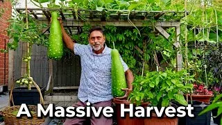 Thumbnail: Amazing Deshi Vegetable Harvest in the UK! 🌿🇬🇧