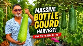 Thumbnail: 4 Reasons My Bottle Gourds Grew So Fast! (Lauki Harvest)