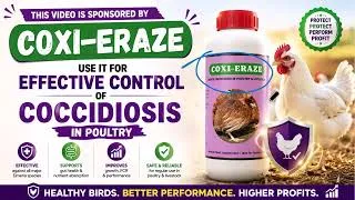 Thumbnail: Coccidiosis in Poultry - Cause and Treatment - Coxi-Eraze