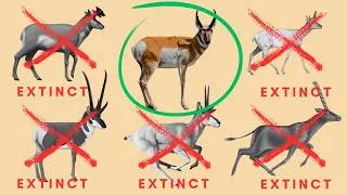 Thumbnail: Last of Their Kind - Surviving Members of Ancient Extinct Lineages