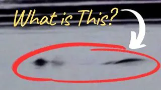 Thumbnail: Mysterious Animal Sightings