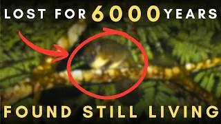 Thumbnail: 5 REDISCOVERED Lost Species
